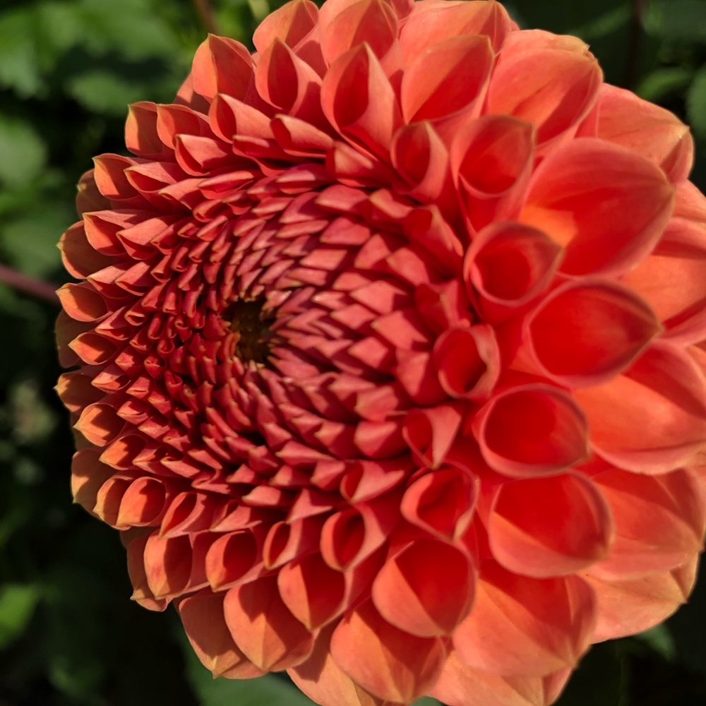 Meet your Posher, Adrienne